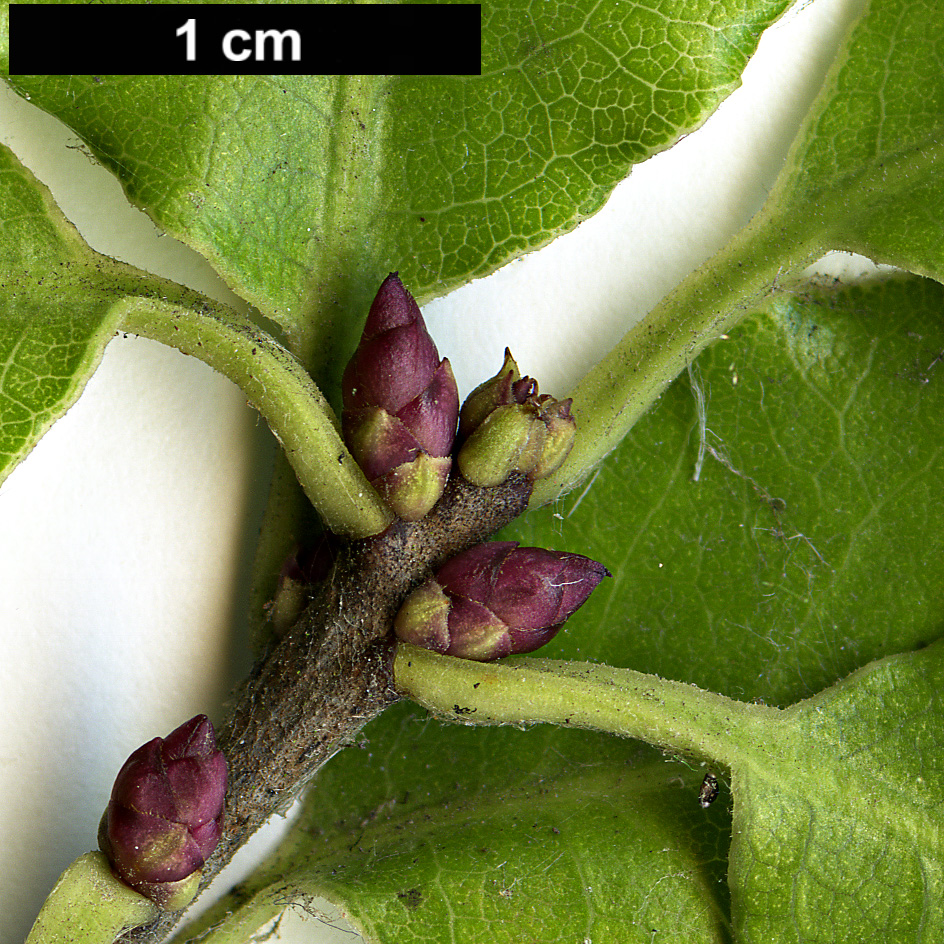 High resolution image: Family: Pittosporaceae - Genus: Pittosporum - Taxon: tenuifolium